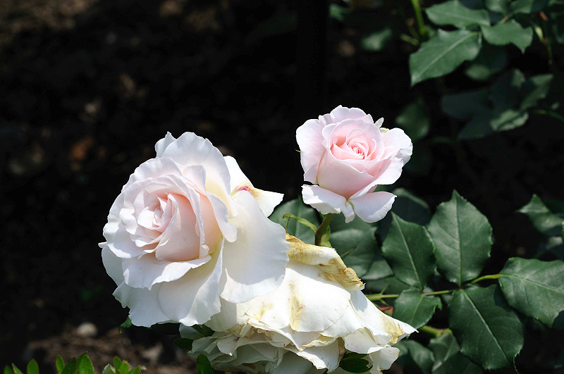 image0183