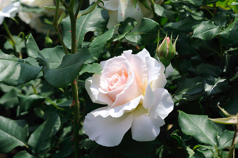 image0184