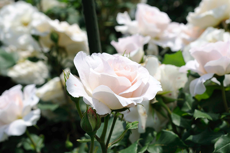 image0185