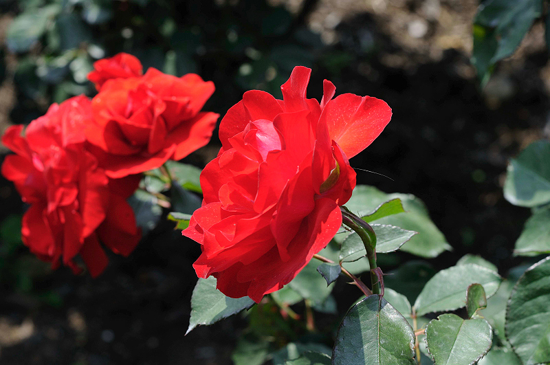 image0194