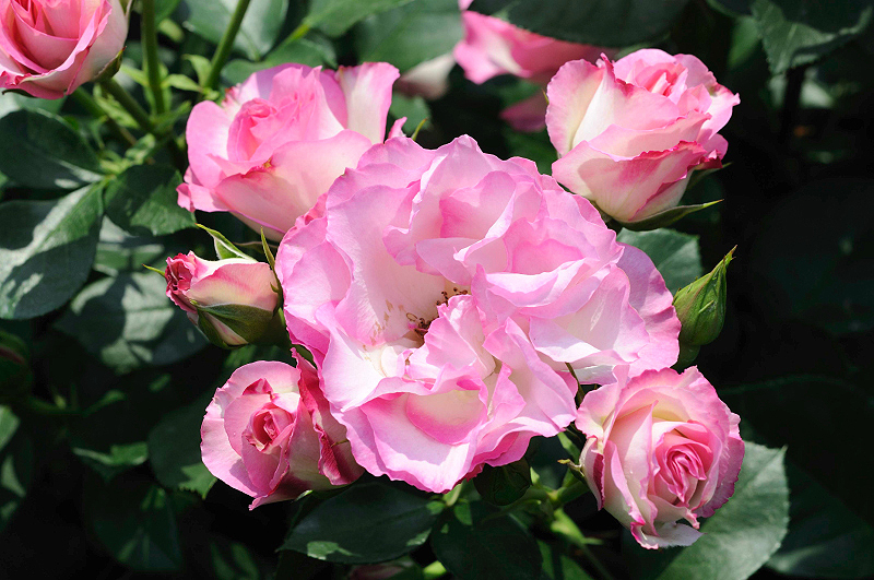 image0197