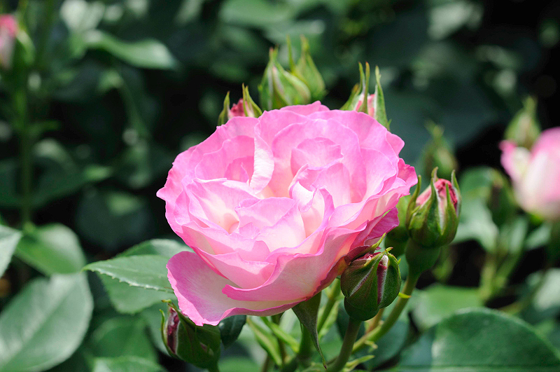 image0198