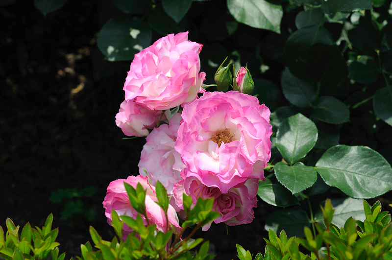 image0200