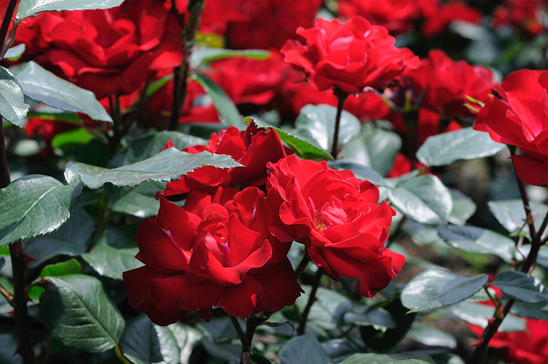 image0207
