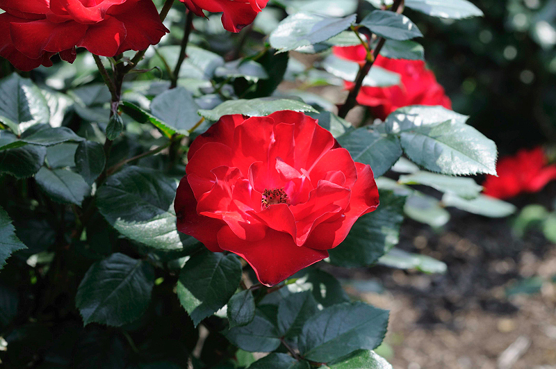 image0208