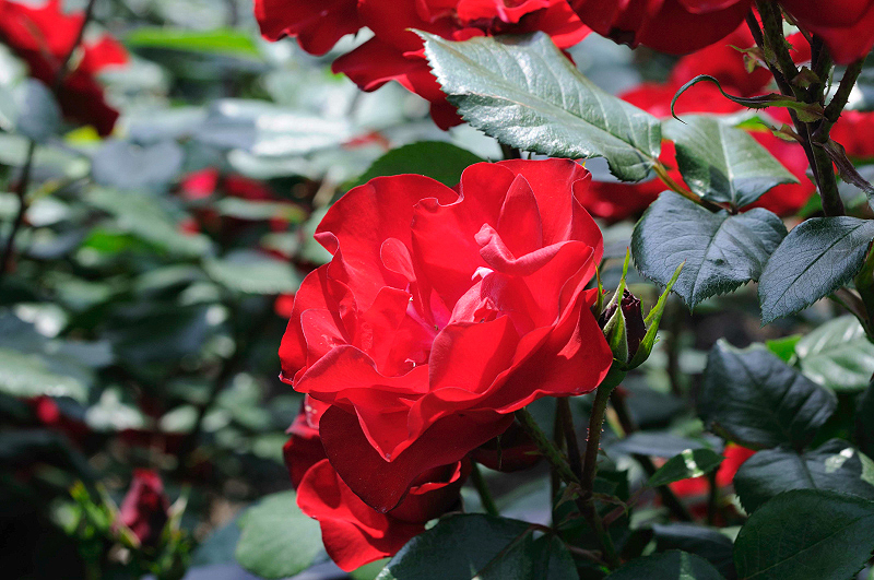 image0212