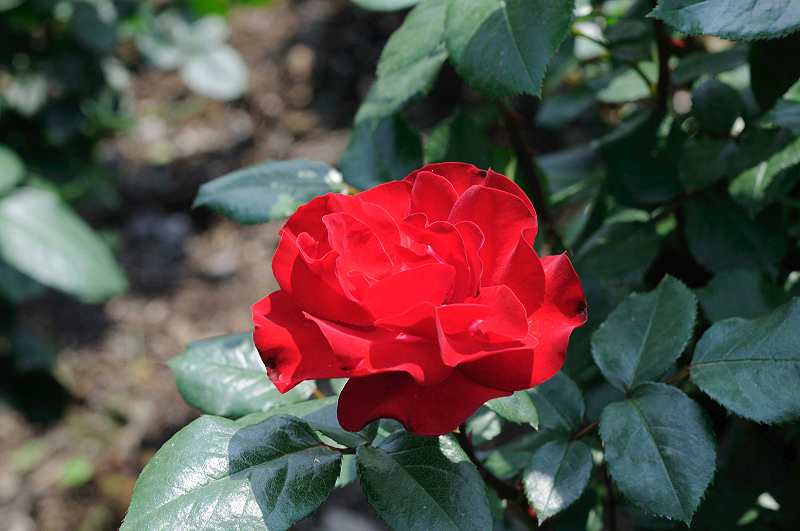 image0215