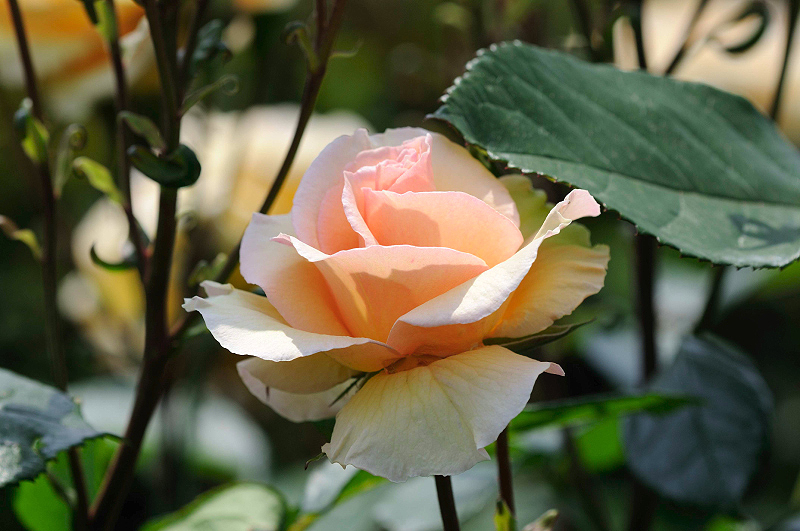 image0216