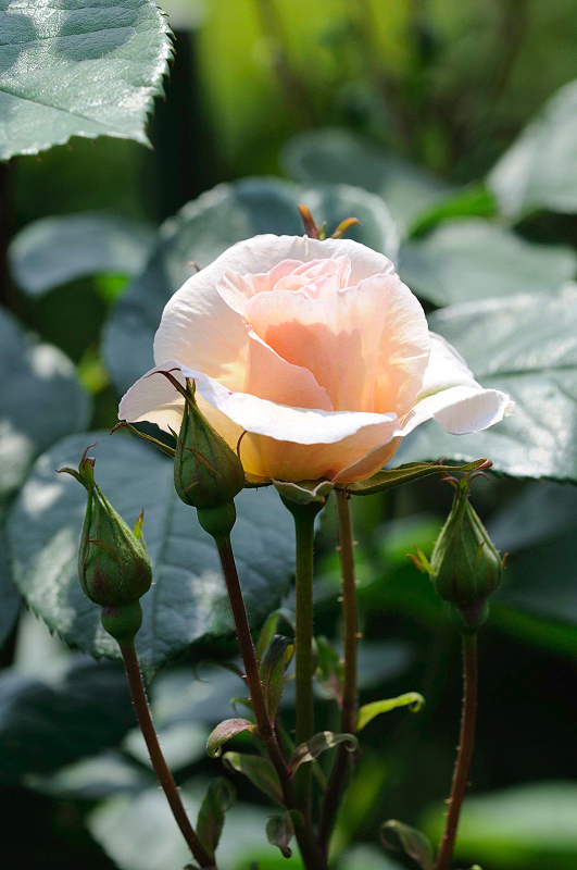 image0217