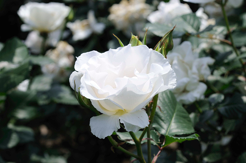 image0220