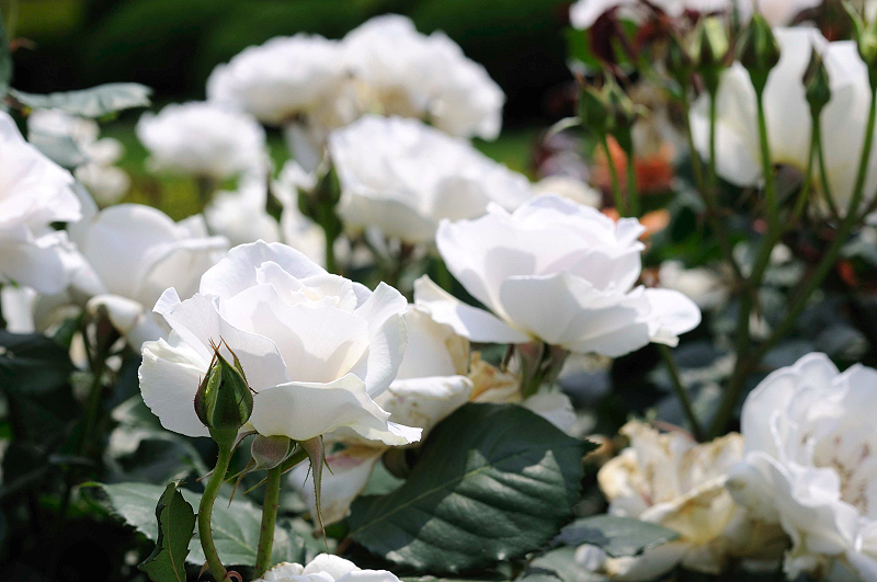 image0223