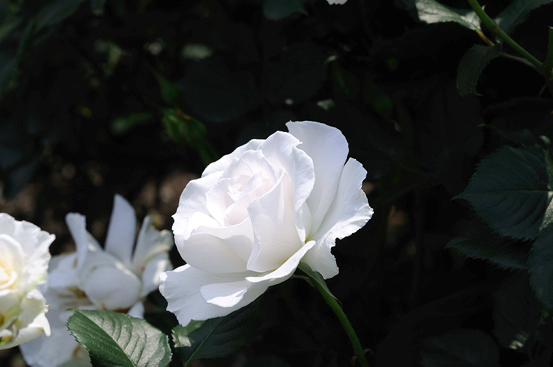 image0224