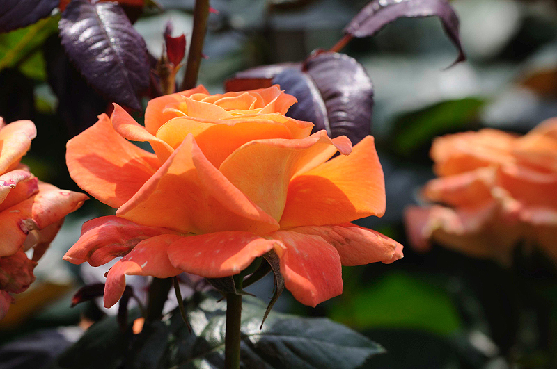image0225