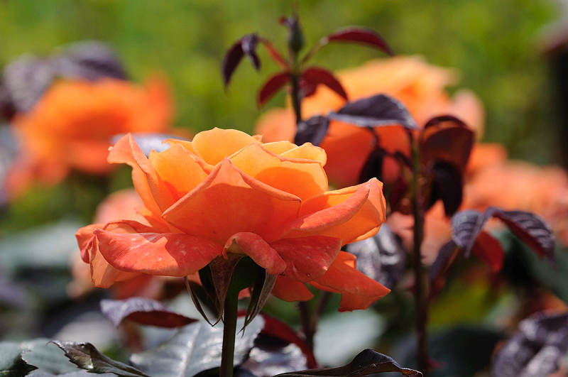 image0226