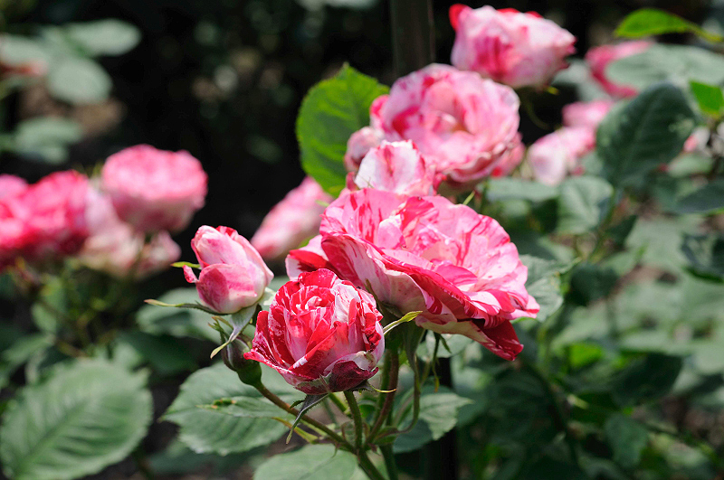 image0227