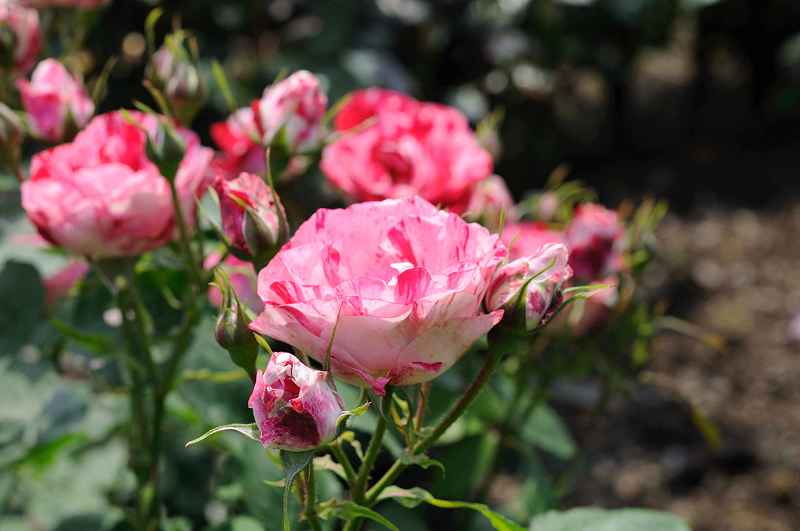 image0228