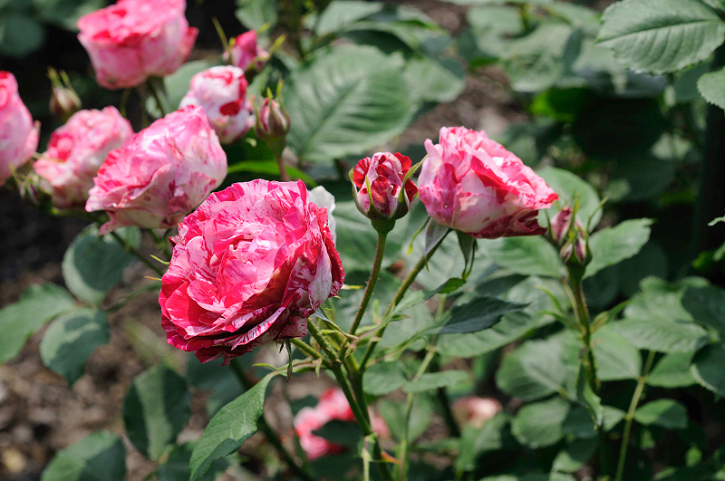 image0229