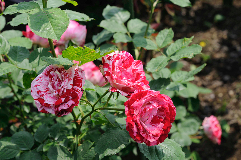 image0230