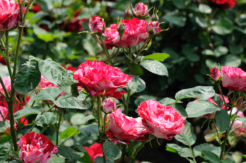 image0233