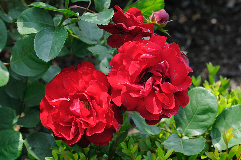 image0234