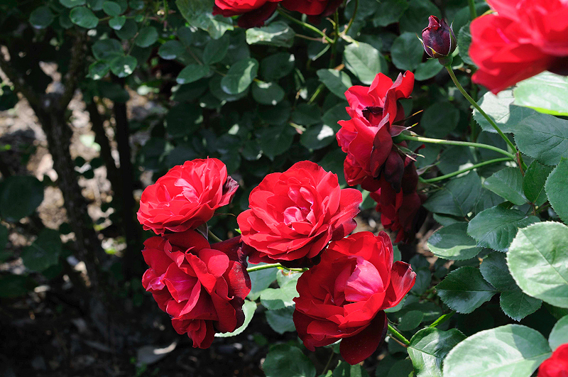 image0236