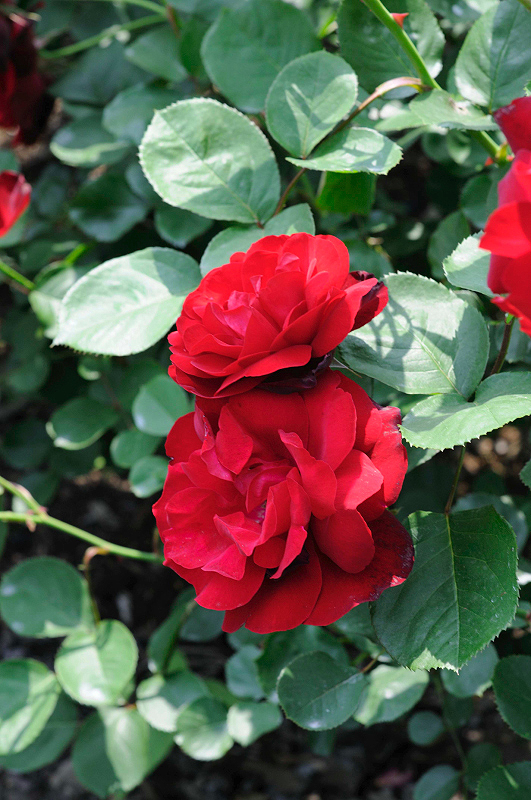 image0237
