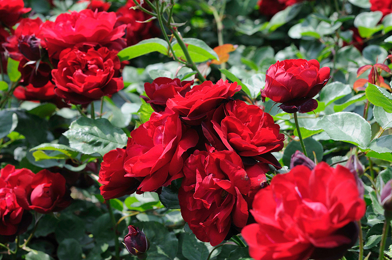 image0238