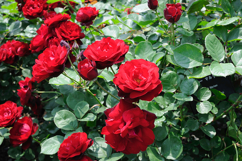 image0240