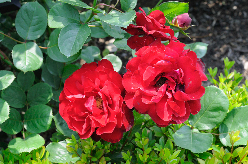 image0241