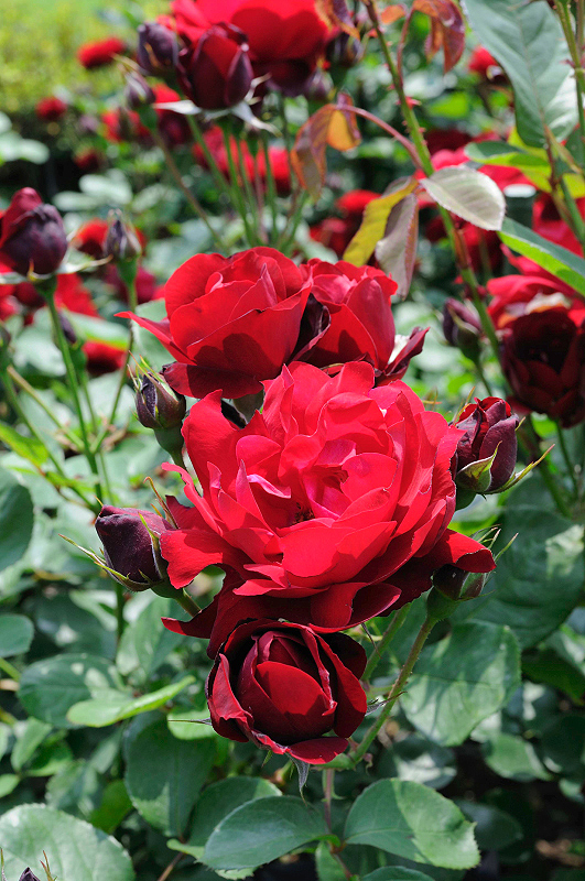 image0242