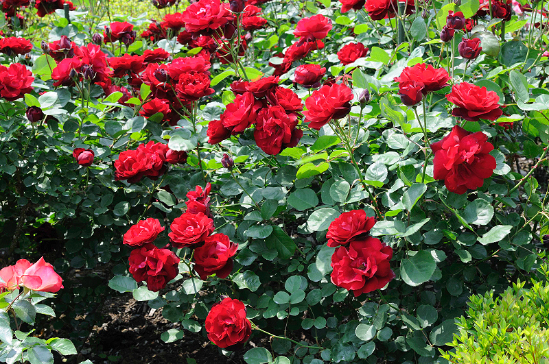 image0243