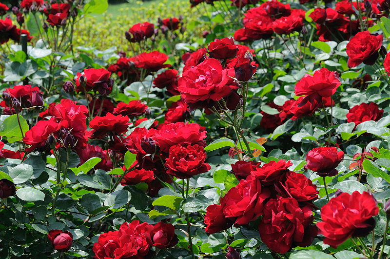 image0245