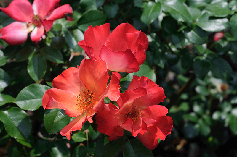image0247