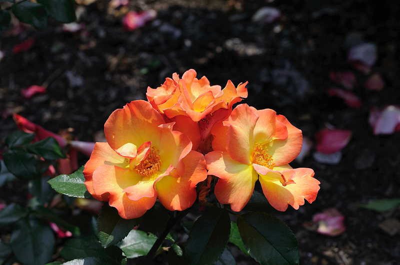 image0248