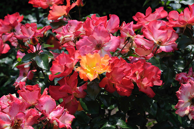 image0249