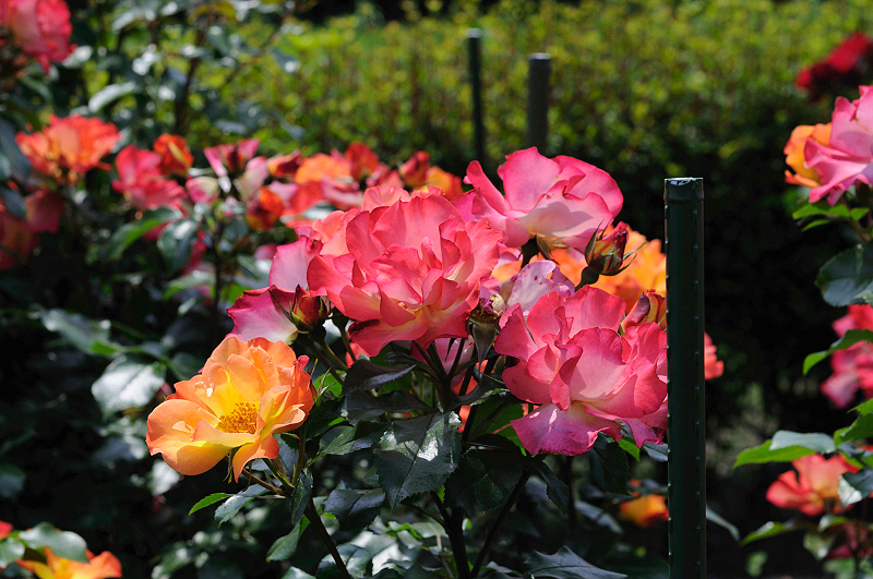image0250