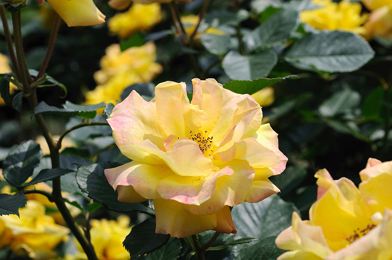 image0252