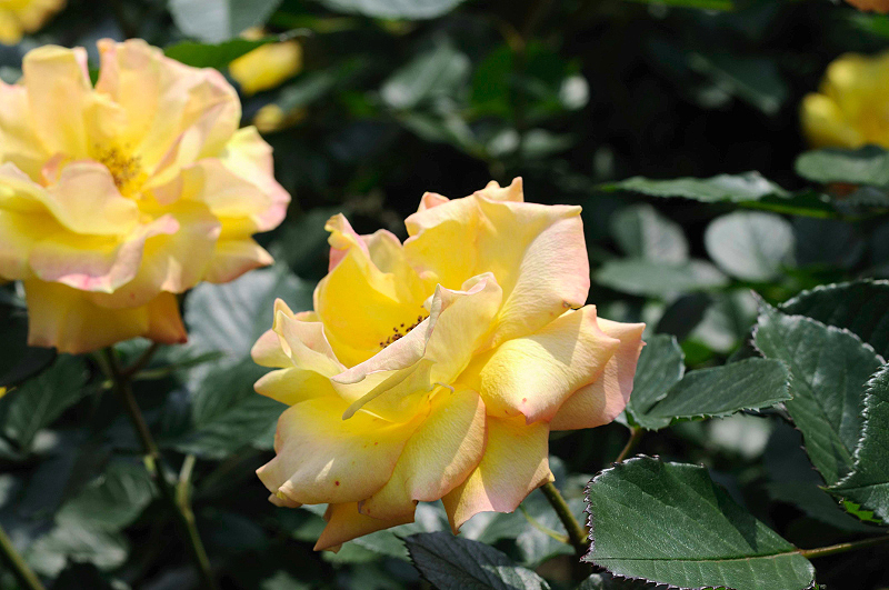 image0253