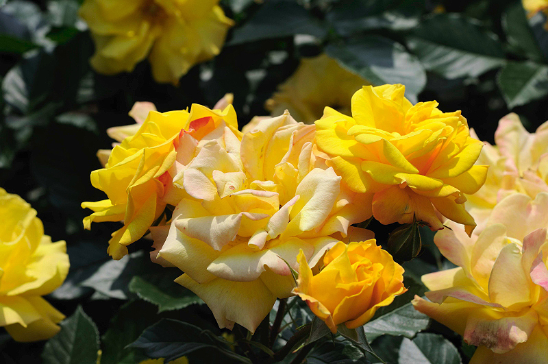 image0254