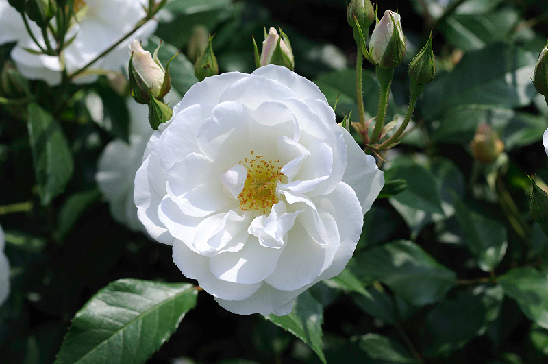 image0257