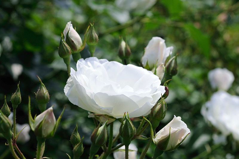 image0259