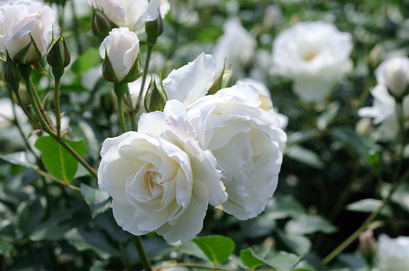 image0263