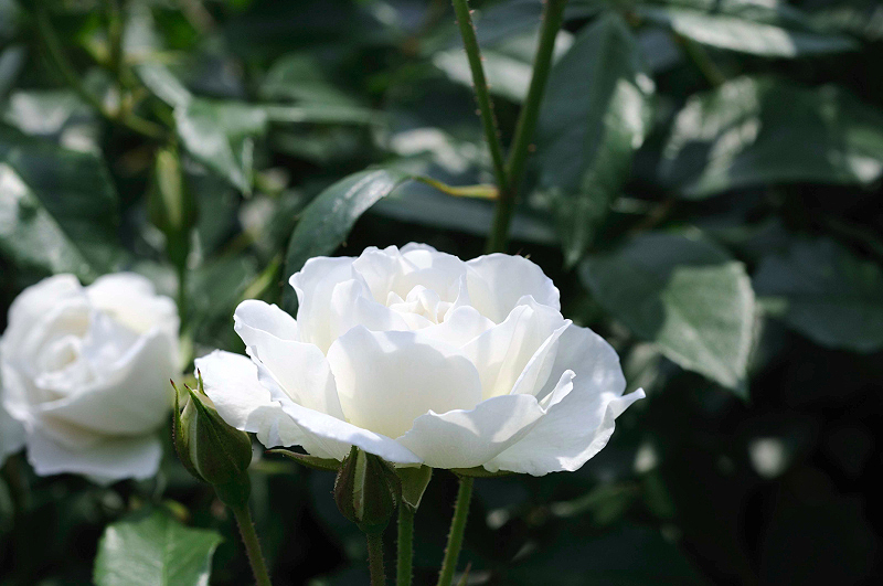 image0264