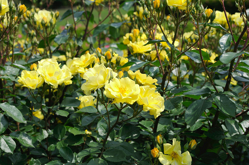 image0265