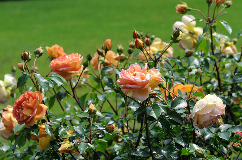 image0266