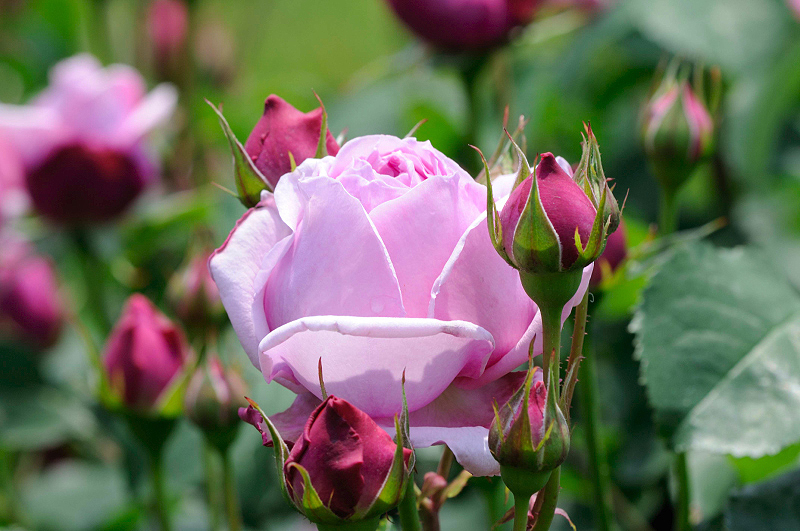 image0267