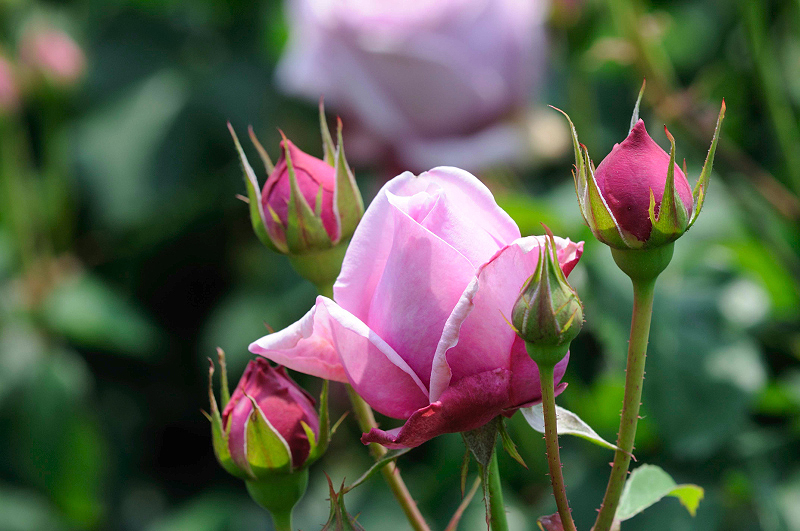 image0268