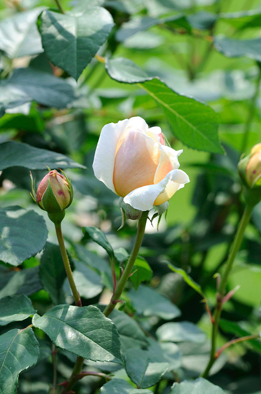 image0270
