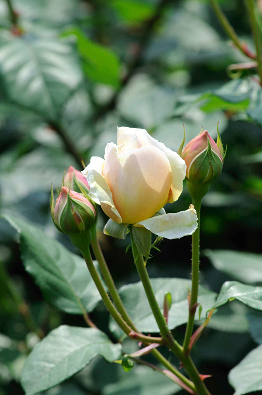 image0271