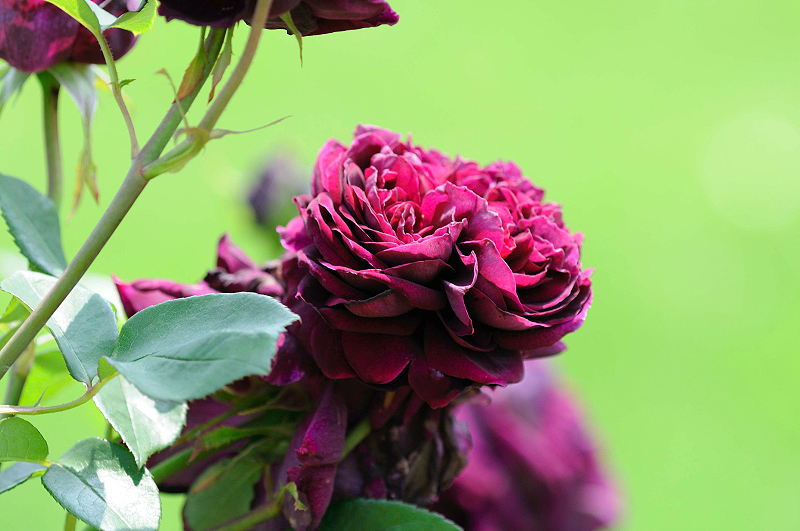 image0274